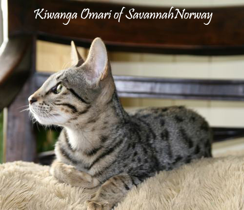 Kiwanga Omari of SavannahNorway